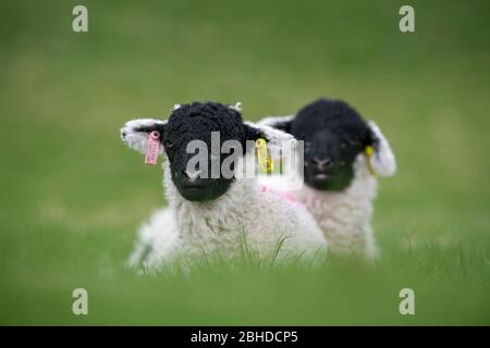 Junge swaledale Lämmer, mit Ohrmarken in, im Frühjahr auf dem Feld sitzen. North Yorkshire, Großbritannien. Stockfoto