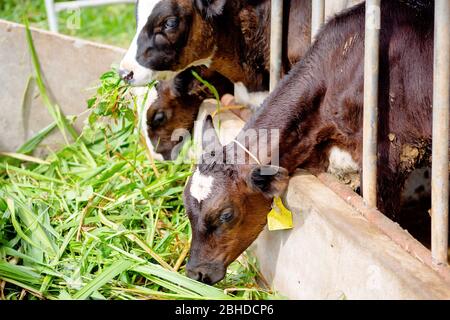 Die Milchkühe in der lokalen Thai Farm mit schmutzigen Kuh-Dunk Stockfoto