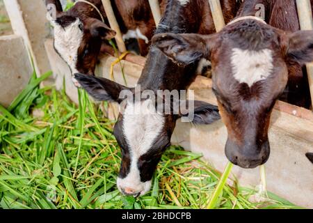 Die Milchkühe in der lokalen Thai Farm mit schmutzigen Kuh-Dunk Stockfoto