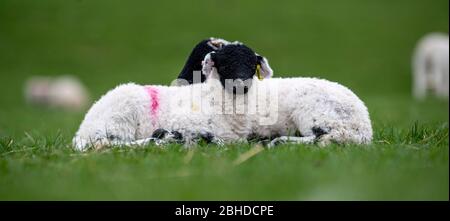 Junge swaledale Lämmer, mit Ohrmarken in, im Frühjahr auf dem Feld sitzen. North Yorkshire, Großbritannien. Stockfoto