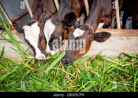 Die Milchkühe in der lokalen Thai Farm mit schmutzigen Kuh-Dunk Stockfoto