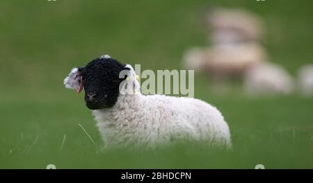 Junge swaledale Lämmer, mit Ohrmarken in, im Frühjahr auf dem Feld sitzen. North Yorkshire, Großbritannien. Stockfoto