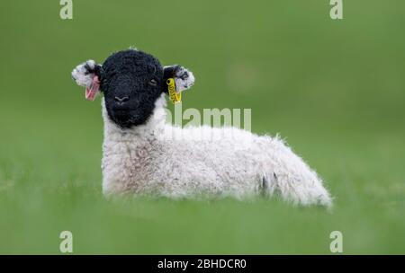 Junge swaledale Lämmer, mit Ohrmarken in, im Frühjahr auf dem Feld sitzen. North Yorkshire, Großbritannien. Stockfoto