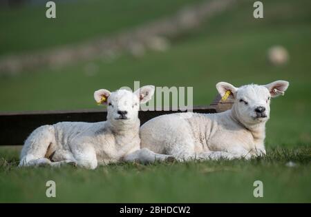 Ein Paar Texellämmer saß im Frühling zur Lambenzeit in der Sonne. North Yorkshire, Großbritannien. Stockfoto