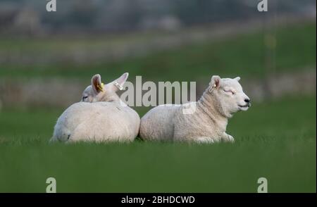 Ein Paar Texellämmer saß im Frühling zur Lambenzeit in der Sonne. North Yorkshire, Großbritannien. Stockfoto