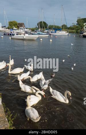 Schwäne, die sich am Town Quay am River Stour, Christchurch, Dorset, England, Großbritannien, ernähren Stockfoto