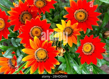 Ein Strauß Herbstblumen. Makrobild von roten Blumen. Helle Blumen Hintergrund. Stockfoto