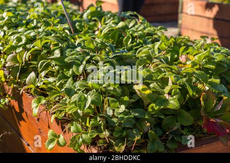 Erdbeerpflanzen wachsen in großen Holzbeplanter Box Stockfoto