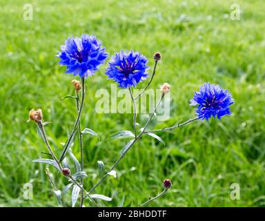 Kornblume, Centaurea cyanus, Asteraceae. Kornblumenkraut oder Junggesenkelblume im Garten. Stockfoto