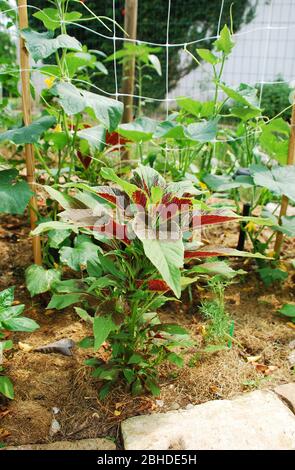 Eine Amaranthus Tricolor Pflanze in einem Garten, eine Art Amaranth als Blattgemüse gegessen und ist auch als Callaloo oder Joseph's Coat bekannt Stockfoto