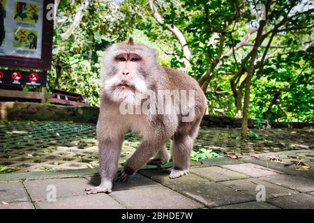 Makaken-Affen und Statuen in Ubud Bali, Indonesien. Sacred Monkey Forest und Hindu-Tempelkomplex in Ubud. Stockfoto