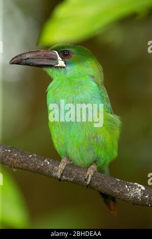 Crimson-Psephotus Toucanet (Aulacorhynchus Haematopygus) Stockfoto