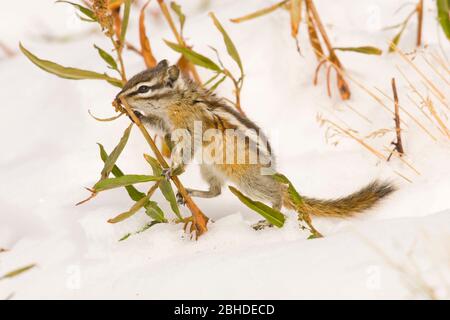 Wenigsten Streifenhörnchen (Eutamias Weg) Stockfoto