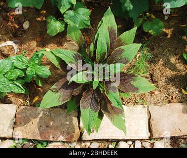 Eine Amaranthus Tricolor Pflanze in einem Garten, eine Art Amaranth als Blattgemüse gegessen und ist auch als Callaloo oder Joseph's Coat bekannt Stockfoto