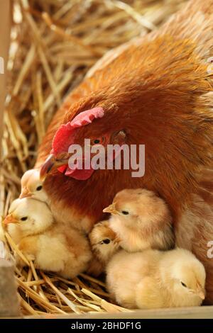 Mutter Hen mit neugeborenen Hühnern im Nest. Gallus gallus domesticus. Dorfhühner im Nest Nahaufnahme Foto Stockfoto