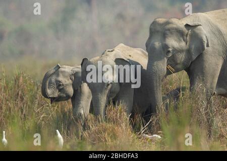 Asiatischer Elefant (Elephas maximus), Kühe und Jungtiere Stockfoto