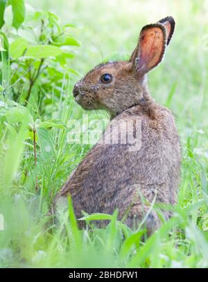 Kaninchen mit verschümmerten schwarzen Beinen Zecken oder Hirsche Zecken an einem frühen Sommermorgen im Gras in Ottawa, Kanada bedeckt Stockfoto