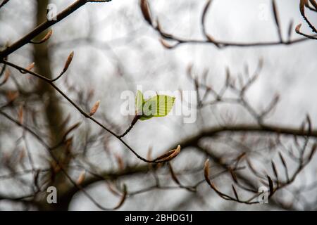 Blatt Aus Aufkommendem Buchenholz. Stockfoto