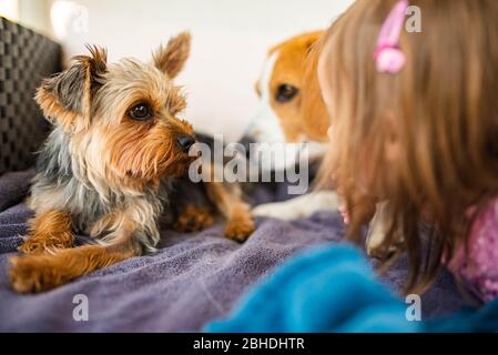 Porträt eines schönen kleinen 2 Jahre alten Mädchens in rotem Hut mit yorkshire Terrier Hund und Beagle. Stockfoto