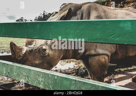 Porträt eines gefangenen weißen Nashorns (Ceratotherium simum). Stockfoto