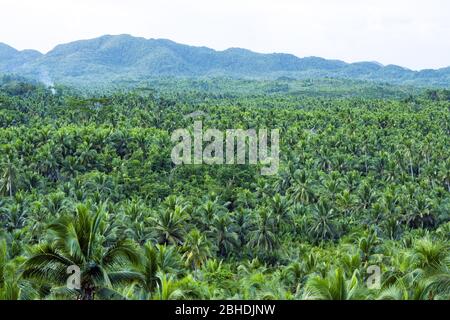 Blick von oben, atemberaubende Luftaufnahme eines Palmenwaldes ist Siargao, Philippinen. Stockfoto