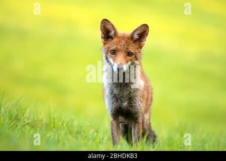 Red Fox stand in einem sattgrünen Feld und schaute neugierig auf die