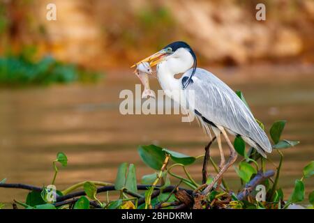 Cocoi Heron am Fluss mit Fisch im Schnabel Stockfoto
