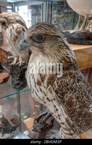 Ein gefüllter Gyrfalke (Falco rusticolus) (glaube ich! Wie keine Annotation) im Bjarnarhöfn Shark Museum, Bjarnarhöfn, Snaefellsnes Halbinsel, Island. Stockfoto