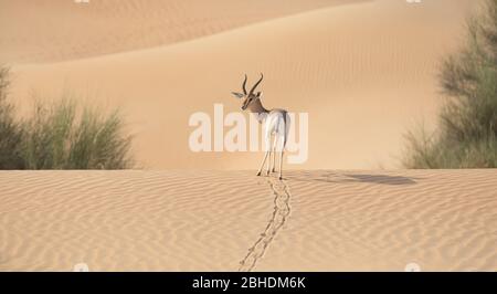 Ein einziger Gazelle Hengst, der über Sanddünen läuft. Stockfoto