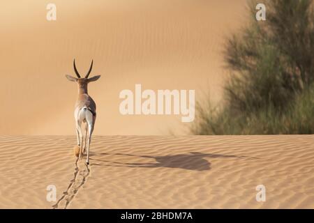 Ein einziger Gazelle Hengst, der über Sanddünen läuft. Stockfoto