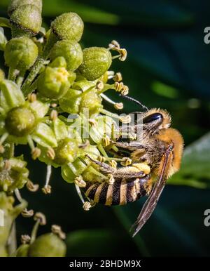 Ivy Bee Colletes hederae - eine Art von einsamen Bergbiene - Fütterung auf Efeu Blume Hedera Helix - Somerset UK Stockfoto