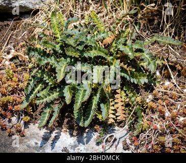 Rustyback Fern Asplenium ceterach wächst auf steil abfallenden Kalksteinfelsen in der Avon Gorge Bristol UK Stockfoto