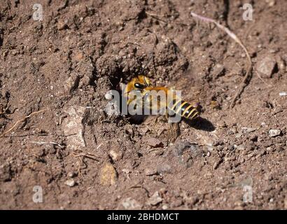 Zwei Ivy Bees Colletes Hederae interagieren am Eingang zu einem einzigen in weichem Boden in der Avon Gorge Bristol UK gegrabenen Bau Stockfoto