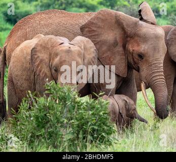 Afrikanischer Elefant Loxodonta africana Familie Gruppe von Mutter juvenile und Baby im Tsavo Nationalpark Südkenia Stockfoto