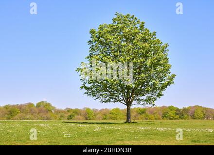 Junge Rosskastanie Aesculus hippocastanum im Frühjahr mit Blumen und neu aufgetauchten Laub - Ashton Court Bristol UK Stockfoto