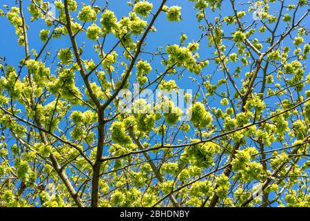 Schaumige Gruppen von Samenkapseln von Wych Elm Ulmus glabra im frühen Frühjahr - Somerset UK Stockfoto