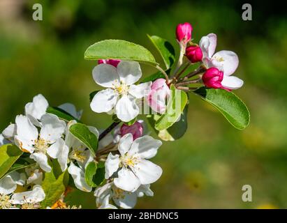 Apfel Malus domestica Blüte in einem Somerset Obstgarten Großbritannien Stockfoto