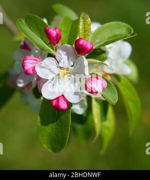 Apfel Malus domestica Blüte zeigt offene fünfblättrige Blume von fünf roten Knospen beringt - Somerset UK Stockfoto