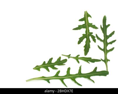 Frische Rucola Blätter, Draufsicht isoliert auf weißem Hintergrund Stockfoto