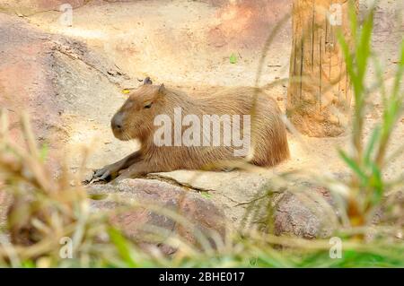 Die Capybara ist das größte Nagetier Stockfoto