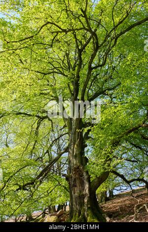 Buche auf Ragleth Hill, Church Stretton, Shropshire Stockfoto