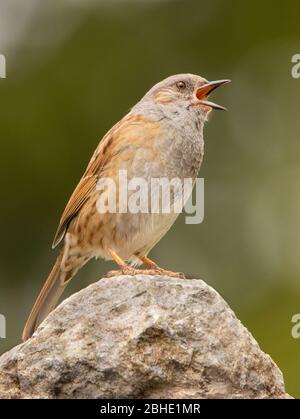 Dunnock, Prunella Modularis, thront in a Garden, Bedfordshire, Großbritannien Stockfoto