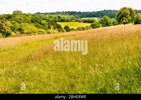 Trent Park, North London, Enfield, London, Großbritannien Stockfoto