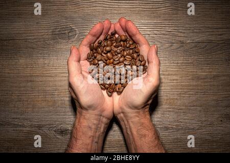 Hände halten frisch geröstete Kaffeebohnen Stockfoto