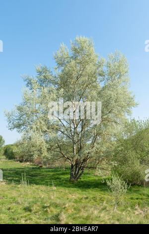 Weiße Pappelbäume (Populus alba, auch Silberpappel genannt) mit neuen Blättern im Frühjahr, UK Stockfoto