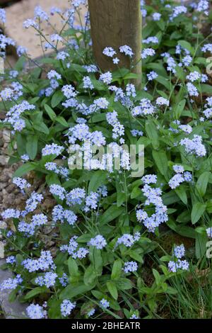 Vergissmeinnicht Blumen Stockfoto