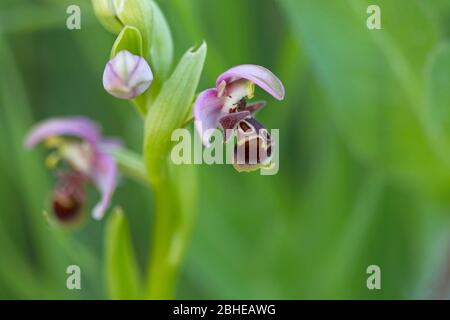 Biene Orchidee (Ophrys Apifera) Stockfoto