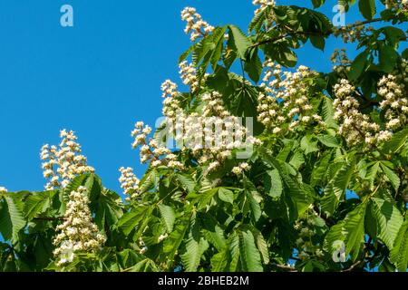 Blühende Rosskastanie (Aesculus hippocastanum) im April, Großbritannien Stockfoto