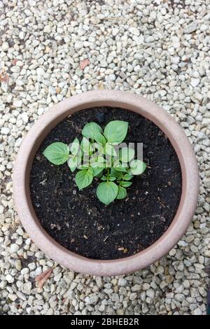 Erste frühe Kartoffelpflanze in einem Topf Stockfoto