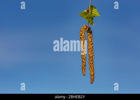 Gelbe und braune Kätzchen einer silbernen Birke, die im Frühling auf einem Zweig mit kleinen frischen grünen Blättern wachsen. Sonniger Tag, strahlend blauer Himmel. Stockfoto